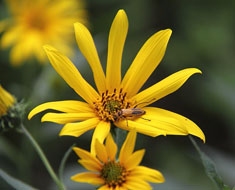 Flowers and Insects