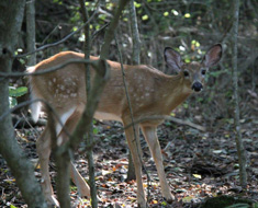 Missouri Wildlife and Nature